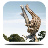 Giraffe Acrobat Live Wallpaper icon