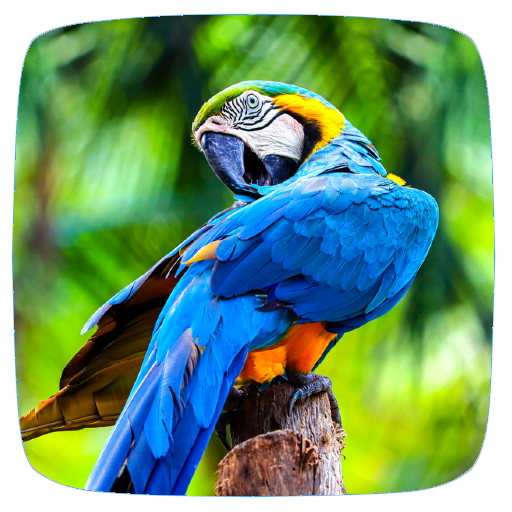Parrot Sounds logo