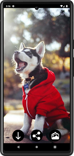 Husky Puppies Wallpapers Screen 2