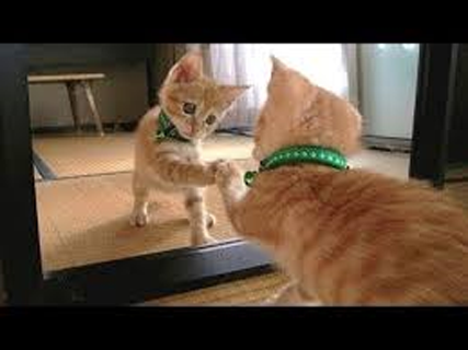 Android application Mirror screenshort