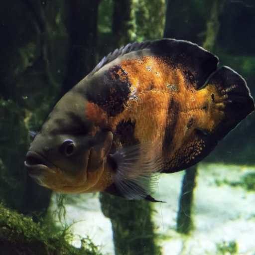 Wallpapers Oscar Fish logo