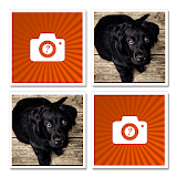 Twin Pictures Memory Card Game icon