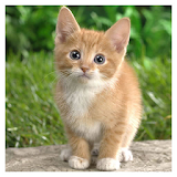 Cat and Kittens Pictures icon