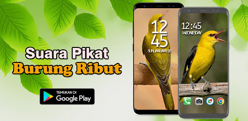 Suara Pikat Burung Ribut