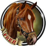 Arabian Horse Free Wallpaper icon