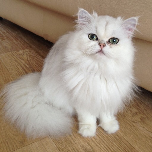 Chinchilla cat logo