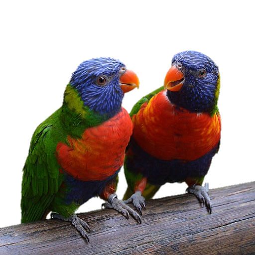 Wallpapers parrot lorry