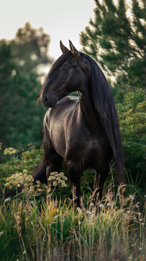 Horse Wallpaper