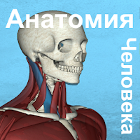 Корпорис | Анатомия Человека по-Русски