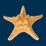 Five Star Beach Properties icon