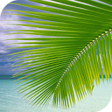 Palm on Beach Live Wallpaper icon