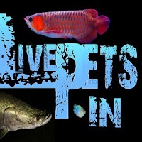 LIVE PETS - Buy aquarium fish online