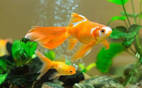 gold fish animated wallpaper