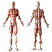 Anatomie
