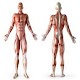 Download Anatomie For PC Windows and Mac 2.0