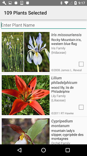 Alberta Wildflowers Screen 2