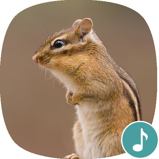 Appp Io シマリスサウンド Google Play のアプリ