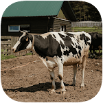 Cover Image of Скачать Cow Wallpapers  APK