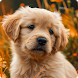 Cute Puppy Wallpapers - Androidアプリ
