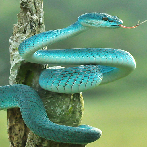 Snake Wallpaper Download on Windows