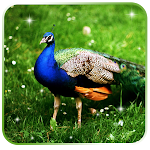 Cover Image of डाउनलोड peacock live 1.0 APK