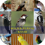 Cover Image of ダウンロード Master Burung Kasar 1.3 APK