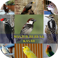 Master Burung Kasar Populer