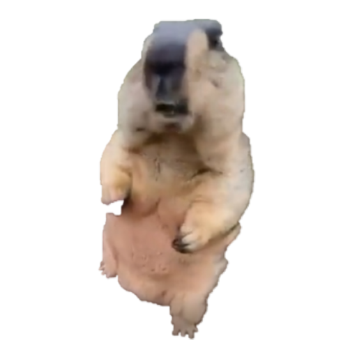 Tap marmot Download on Windows