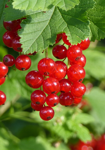 Android application Garden Fruit Wallpaper screenshort