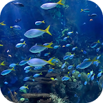 Aquarium 4K Video Wallpaper Apk