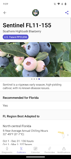 UF Blueberry Growers Guide