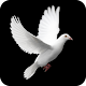 Pigeon Wallpaper 4K Latest Download on Windows