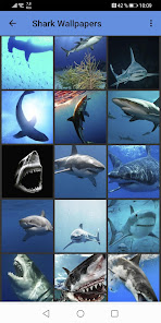 Captura 6 Shark Wallpapers android