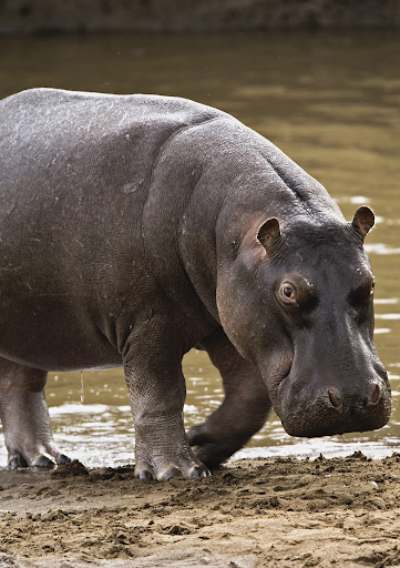 Android application Hippo sounds screenshort