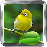 Bird therapy Pleci Master icon