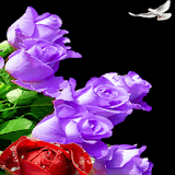 Color Changing Roses LWP icon