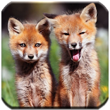 Foxes - HD Wallpapers icon