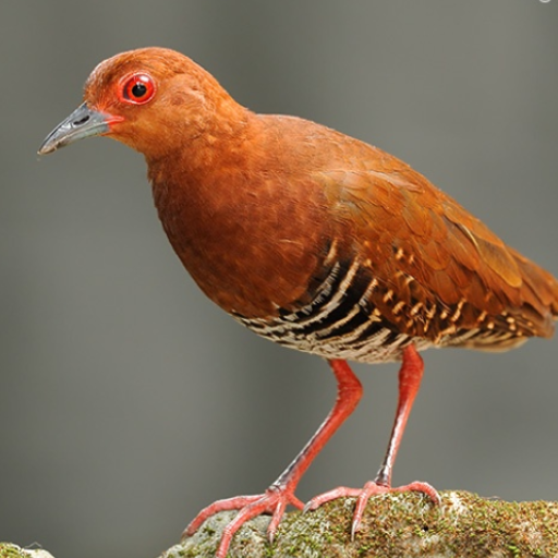 Red-legged Crake bird Sounds logo
