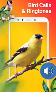 New Birds Ringtones 2020 - Bird sound mp3(圖4)-速報App