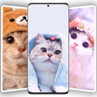 Cute Cat Wallpapers - Kitten