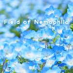Cover Image of Download Field of Nemophila Theme +HOME  APK