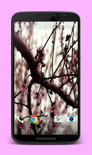 Sakura Live Wallpaper Screenshot 3 - AppWisp.com