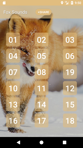Android application Fox Sounds and Ringtone screenshort