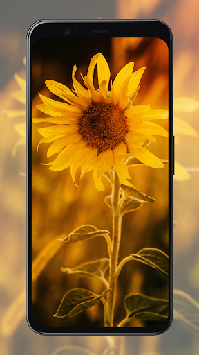 Sunflower Wallpapers