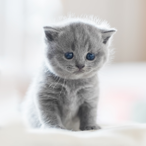 Kitten Sounds logo