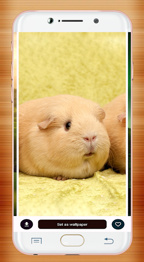 Guinea Pig Wallpaper screenshot 15