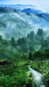 Wald -Hintergrundbilder