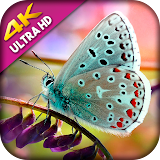 Butterfly Wallpaper - Cute Butterfly icon