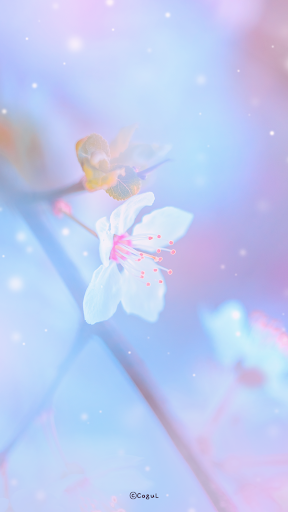 Android application 카카오톡 테마 - 블루 체리블라썸 screenshort
