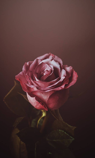 Rose Mobile Wallpapers Screen 3